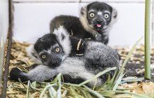 Zázrak v Zoo Praha: Vari bělopásí mají trojčata   