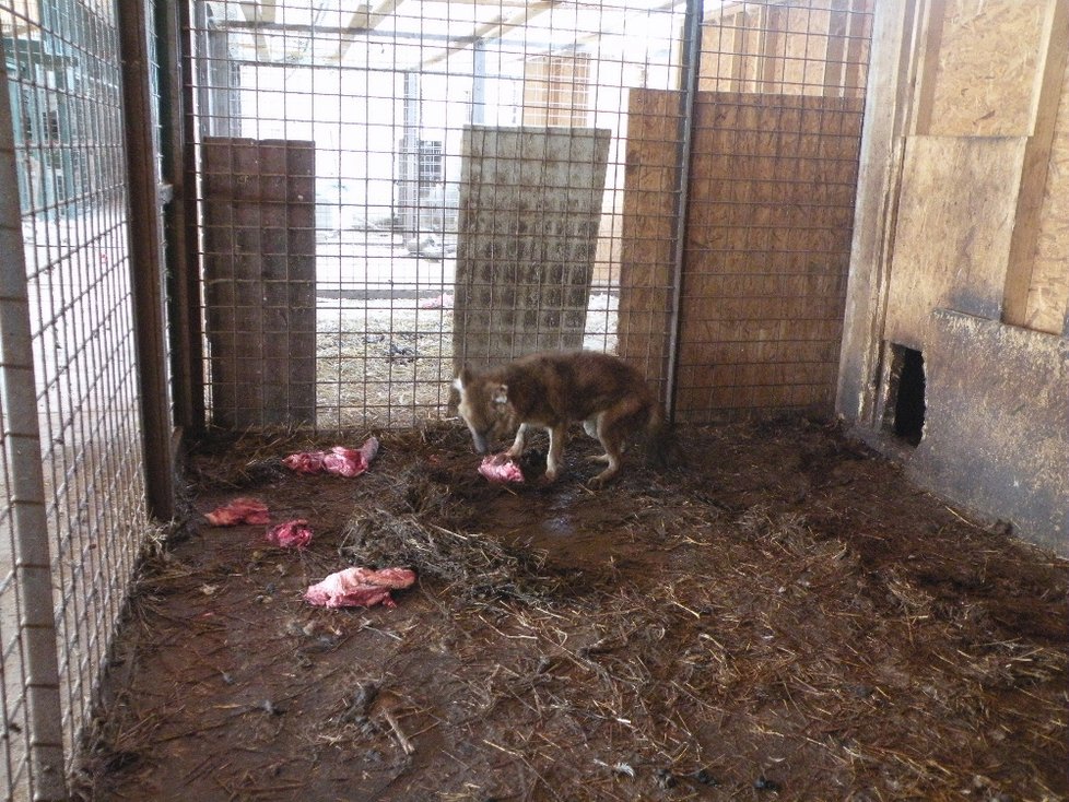 Veterinář, který tady byl kvůli poníkům, šelmy prý nikdy neošetřoval.