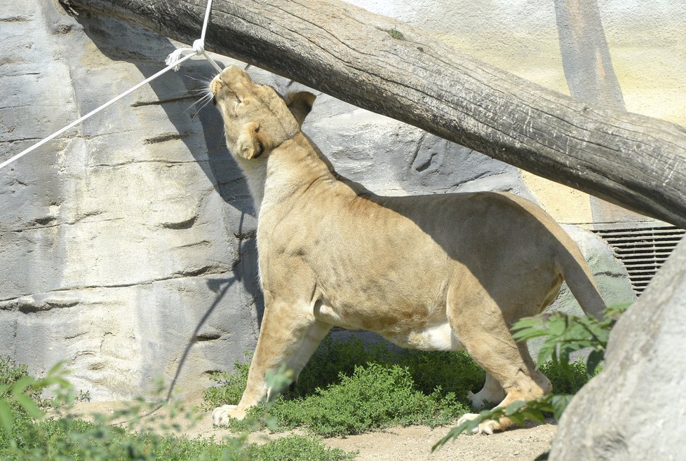 Do zoologické zahrady v Ústí dopravili samici lva konžského až z portugalského Lisabonu
