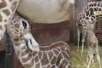 Smutek v brněnské zoo: Žirafí mládě si poranilo míchu, museli jej utratit