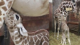 V zoologické zahradě v Brně museli utratit teprve tříměsíční žirafku