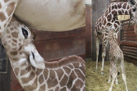 Smutek v brněnské zoo: Žirafí mládě si poranilo míchu, museli jej utratit