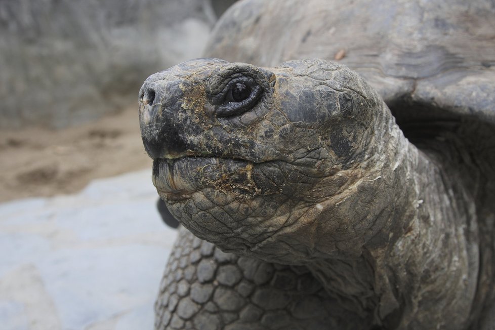 Pražská zoo chová 43 želvích druhů a poddruhů, v rámci Světového dne želv se pochlubí novými přírůstky.