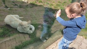 Smetanově bílá rodina lvů jihoafrických patří mezi hlavní lákadla zoo v Hodoníně.