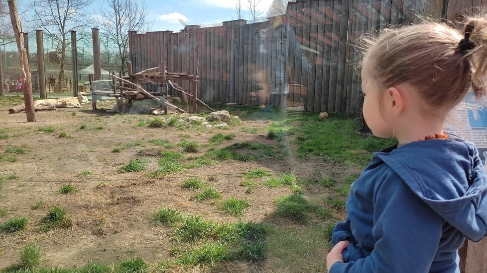 Smetanově bílá rodina lvů jihoafrických patřila mezi hlavní lákadla zoo v Hodoníně.