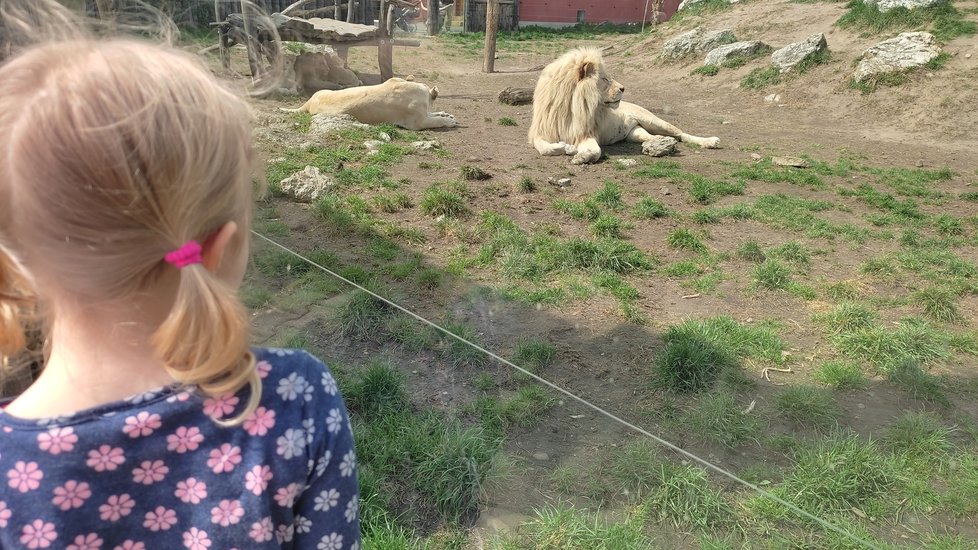 Smetanově bílá rodina lvů jihoafrických patřila mezi hlavní lákadla zoo v Hodoníně.
