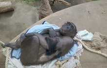 Jsou šimpanzi v zoo v Magdeburku týraní? Vyškubali si všechny chlupy