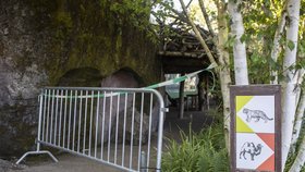 Tragédie v zoo v Curychu: Tygřice zabila ošetřovatelku (4. 7. 2020).