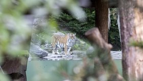 Tragédie v zoo v Curychu: Tygřice zabila ošetřovatelku (4. 7. 2020).