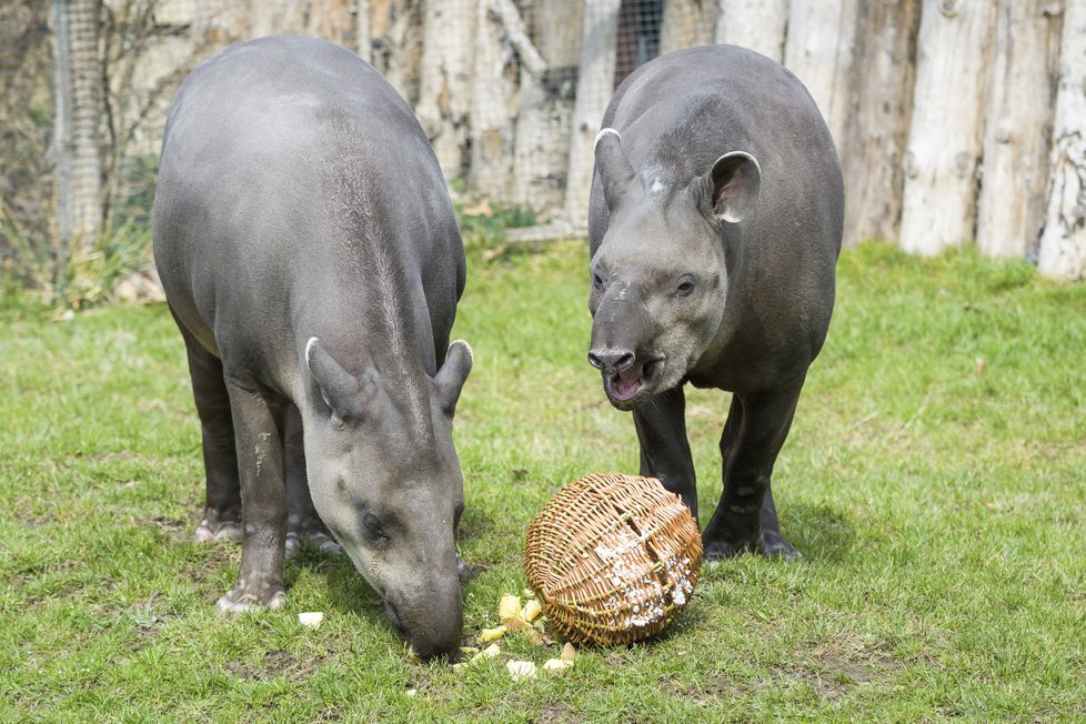 Zvířata v Zoo Praha si užívala Velikonoce.