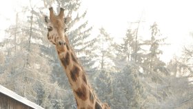 Žirafí sněhová rozhledna