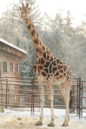 Žirafí sněhová rozhledna