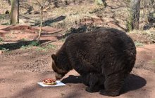 Probouzení medvědů v chomutovsé ZOO: Noru z brlohu  vylákal dort! 