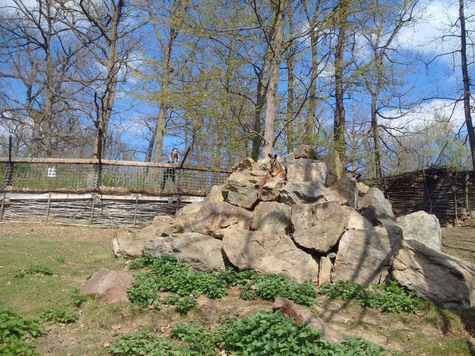 Brněnská zoo má i klokany.