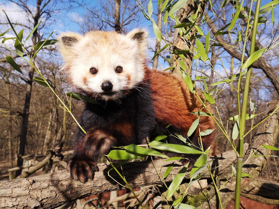 Panda v brněnské zoo.