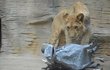 Šelmy v olomoucké zoo dostávají dárky v podobě papírových zvířat, jejichž útroby ukrývají masové pochoutky.