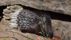 Dikobrazi jsou plachá noční zvířata. Dříve byli chováni v téměř každé zoologické zahradě, dnes jsou spíše vzácností.