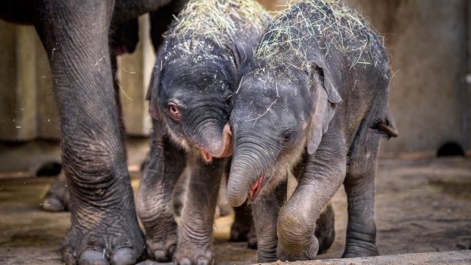 Nejnovější přírůstek samozřejmě zaujal i nedávno narozenou sloní slečnu