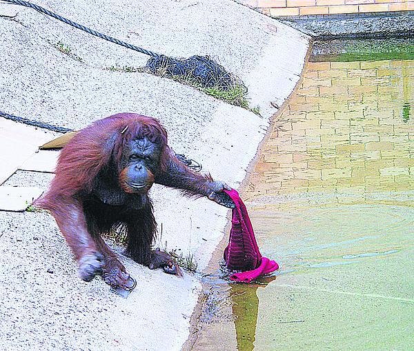 Dona milovala prádlo. Když dostala  červený svetr, prala ho, ždímala a pak ho na kmen pověsila. 