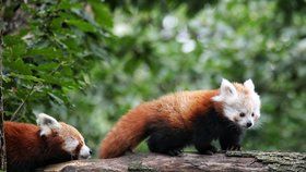 Pandí chlapeček dostal krásné jméno Siddhi, vybrali jej návštěvníci brněnské zoo.