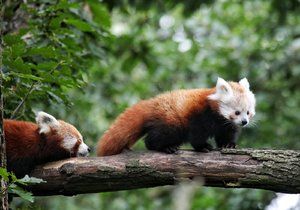 Pandí chlapeček dostal krásné jméno Siddhi, vybrali jej návštěvníci brněnské zoo.