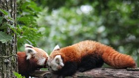 V tomto roce se v Zoo Brno poprvé v historii narodilo mládě pandy červené.