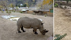 Výběh nosorožců před povodní a po povodni