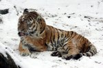 Přestože vybarvení tygra napodobuje kontrast světla a stínu v krajině, a je tak maskováním vhodný do míst, kde svítí sluníčko, na sněhu je mu dobře. V pražské