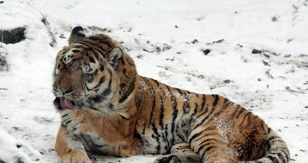 Přestože vybarvení tygra napodobuje kontrast světla a stínu v krajině, a je tak maskováním vhodný do míst, kde svítí sluníčko, na sněhu je mu dobře. V pražské