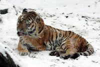 Sebevražda ošetřovatele: Nechal se sežrat svými tygry!