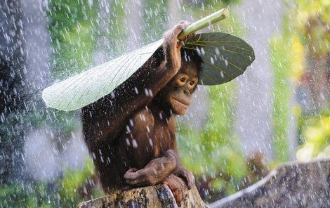 Orangutani si s deštěm umí dokonale poradit.