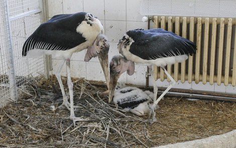 Po šesti letech se podařil přirozený odchov ptáka marabu afrického.