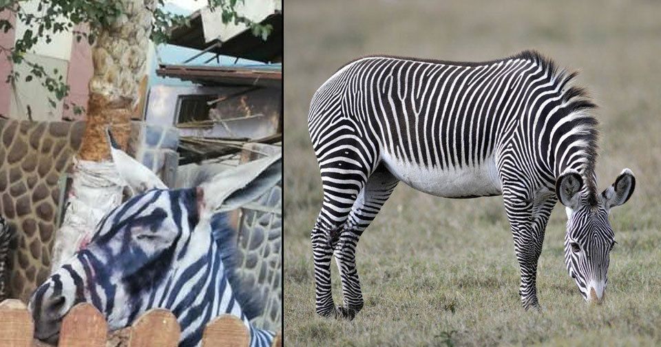 Zoologická zahrada teď může být obviněna za týrání zvířat.