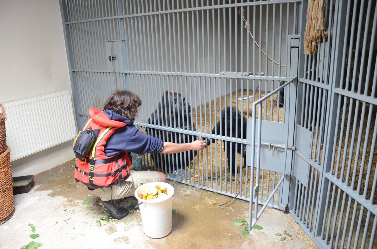 Ve Dvoře chystají pavilon pro miláčky pražské zoo – gorily.