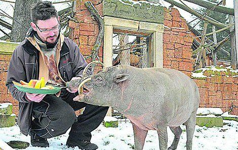 Babirusu sulaweskou nakrmil mluvčí zoo Martin Maláč.