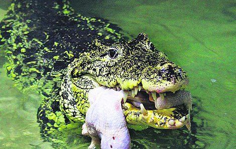 Samice krokodýla kubánského Lady si pochutnává na kuřatech.