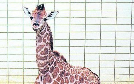 Sameček žirafy Rothschildovy rozšířil stádo v Liberci.
