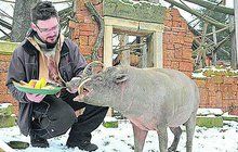 Dárky pro zvířata v zoo: Nejvíc toho spráskal prasojelen