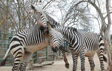 Pruhované jaro v ústecké zoo: Když zebry tančí...