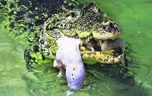 Rekordní snůška vzácných krokodýlů: Lady nakladla 27 vajec!