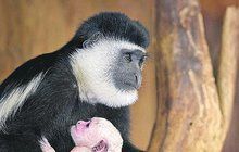 Guerézy v pražské zoo pečují o dva přírůstky: Táta nechová, jen hlídá