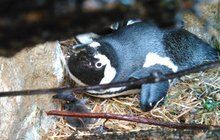 První tučňák brýlový vylíhnutý v Česku