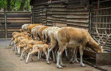 Mláďata v mléčném baru v Chomutově: Seřadit, předklonit a pít…