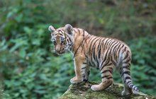 Tygří trojčata už dovádějí ve výběhu: Vyrosteme (až) 30krát!