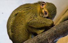 Opička Talapoini severní: Roztomilá stydlivka? 