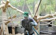 Ve Dvoře chystají pavilon pro miláčky pražské zoo – gorily.