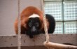 Lemurové červení vari z Prahy už pokukují na návštěvníky olomoucké zoo.