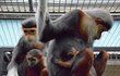 V neasijských zoo žije 1 opička v USA, 1 v Německu a 5 ve Chlebech.