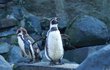 Dospělí tučňáci váží od 3,5 do 5 kg.