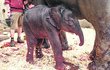 Slonice Tamara (14) porodila a slůně je v pořádku.